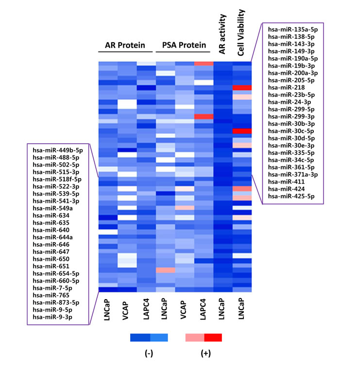 Candidate AR regulating miRNA mimics.