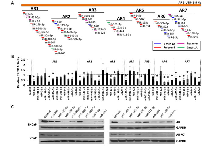 Regulation of AR expression by 3&#x2019;UTR-targeting miRNAs.