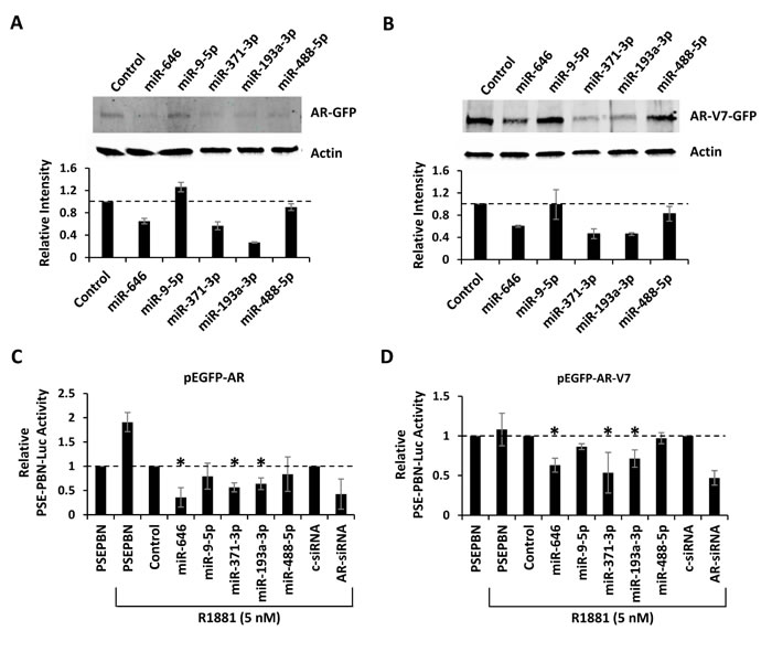 Regulation of AR by miRNAs targeting the coding region.