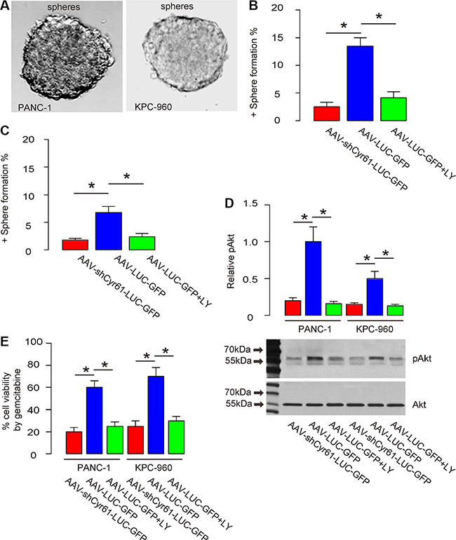 Cyr61 suppression reduces CSC-like cells in vitro.