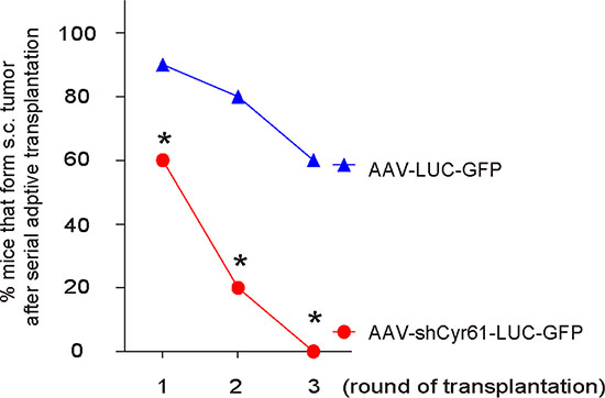 Cyr61 suppression reduces occurrence of tumor formation in serial adoptive transplantation.