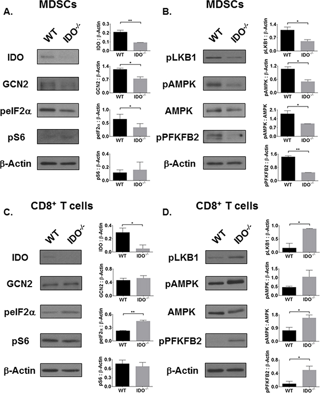 The AMPK pathway is inversely activated in IDO-deficient MDSCs and CD8&#x002B; T cells, independent of mTOR activation status.