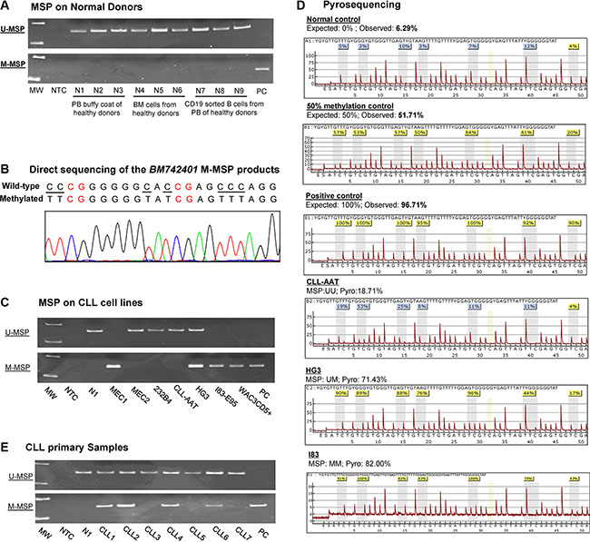 Methylation of BM742401.