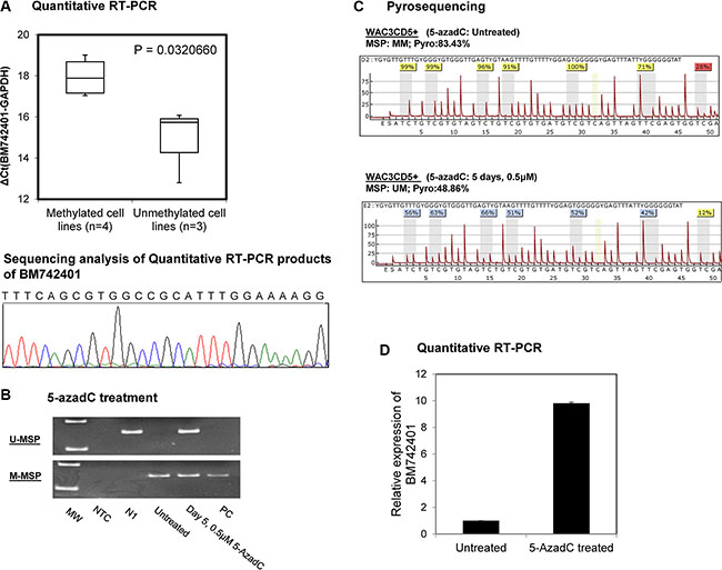 Methylation and expression of BM742401 in CLL cells.
