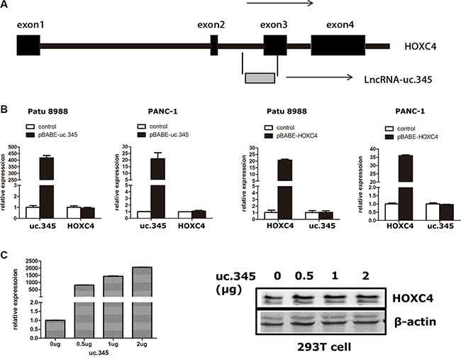 uc.345 and HOXC4 gene are independently regulated.