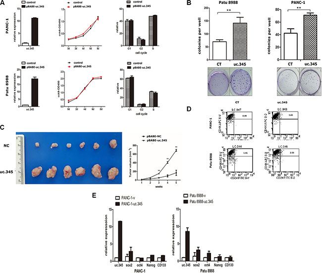 Overexpression of uc.345 promotes tumorigenesis of pancreatic cancer cells in vitro and in vivo.