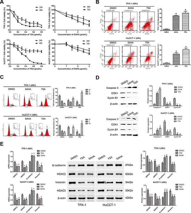 TSA and SAHA suppress cell proliferation, promote cell apoptosis, induce cell cycle arrest, and restrain EMT in CCA cell lines.