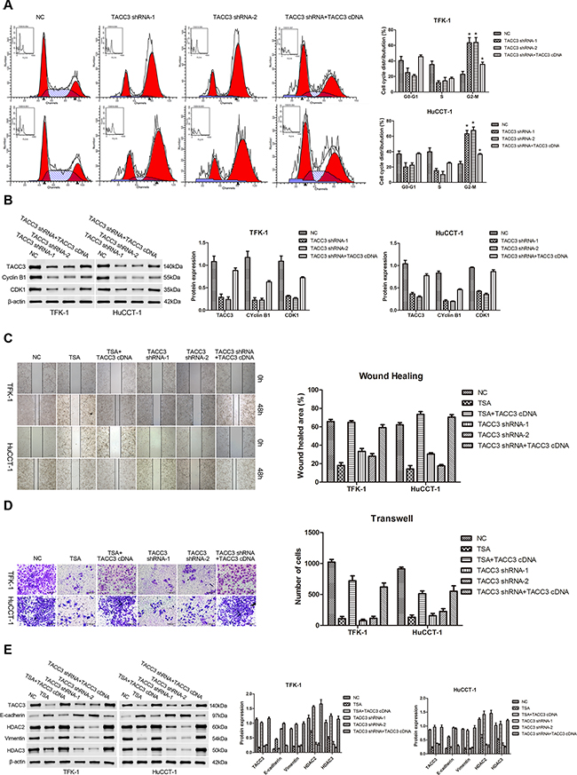 Knockdown of TACC3 induces G2/M cell cycle arrest and suppresses the migration and invasion of CCA cells.