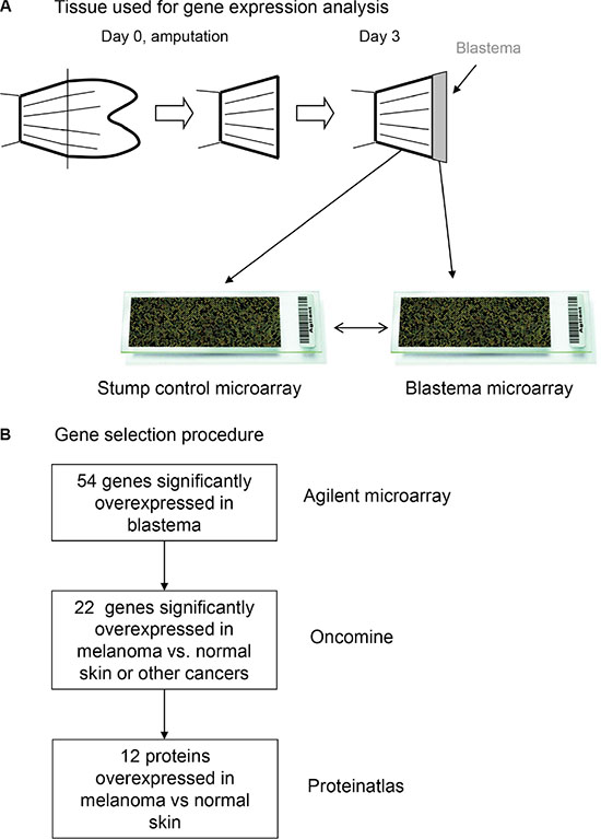 Figure 1: