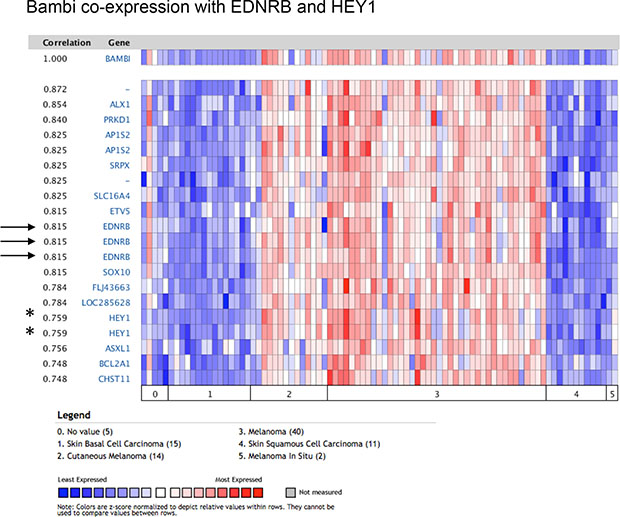 BAMBI expression in melanoma strongly correlates with EDNRB, encoding for endothelin receptor type B (arrows), an established gene implicated in melanocyte induction and melanoma progression.