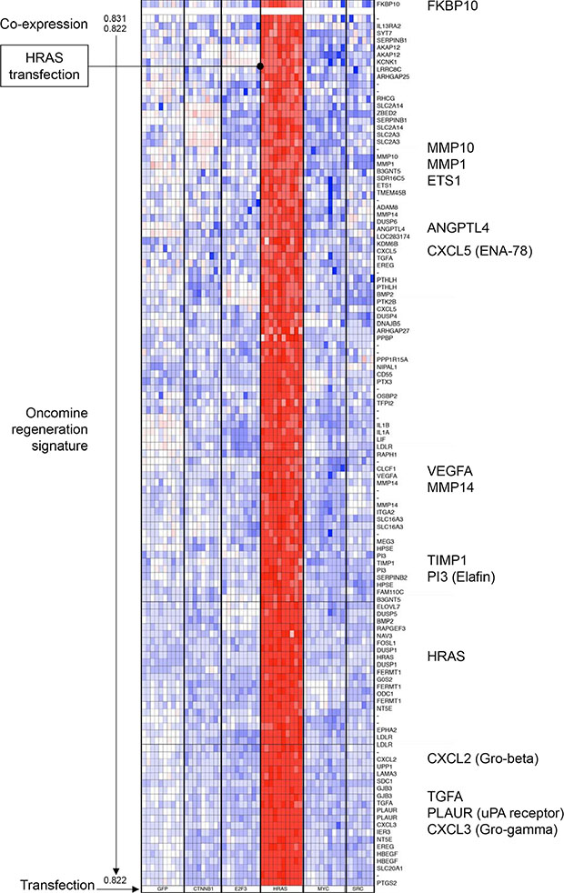 Cluster analysis of the Oncomine regeneration gene signature co-expressed with FKBP10 gene in transfected human epithelial cells.