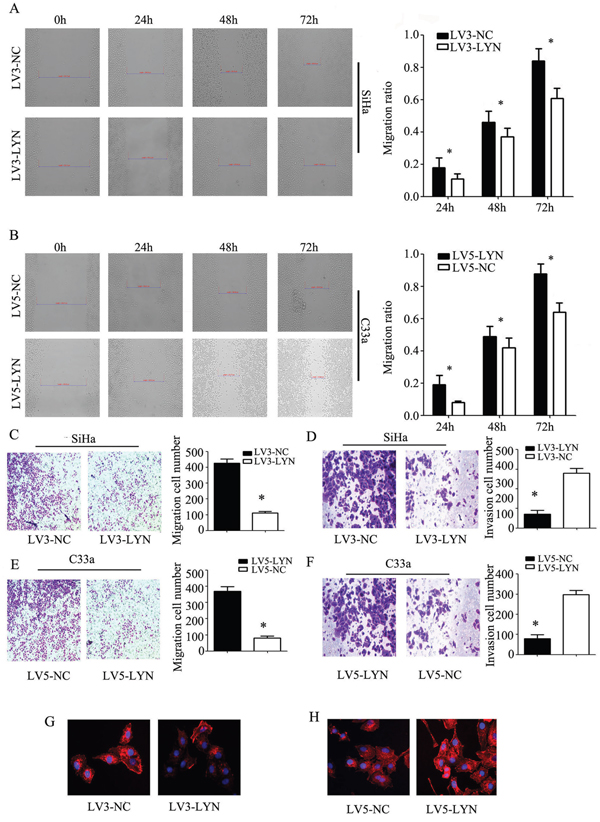 The effect of LYN on cell migration and invasion.