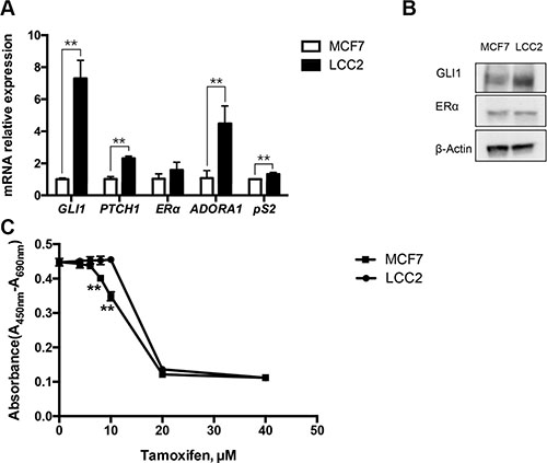 Characterization of tamoxifen sensitive MCF7 and tamoxifen resistant LCC2 breast cancer cells.