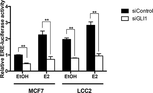 GLI1 depletion reduces the activity of an ER&#x03B1; reporter.