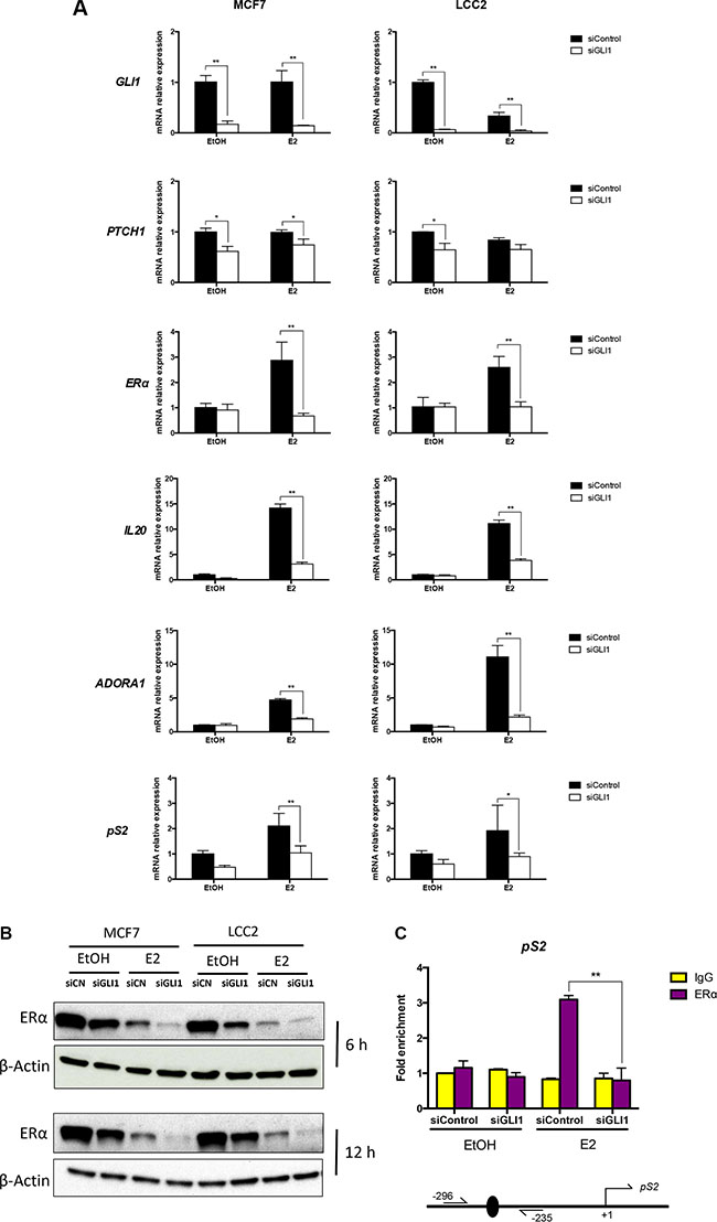 GLI1 depletion reduces the expression of ER&#x03B1;, its target genes and the binding to its targets.