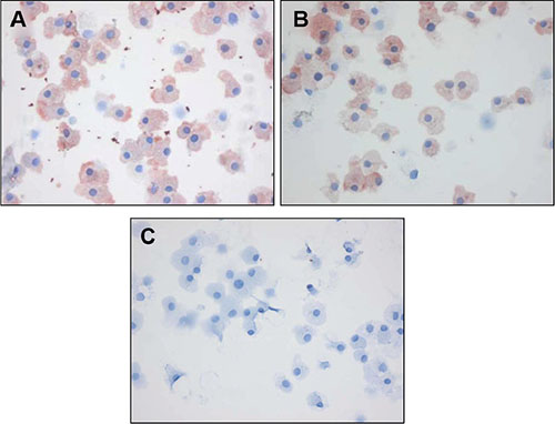 C-C7 recognizes dynactin-1 epitopes on macrophages.