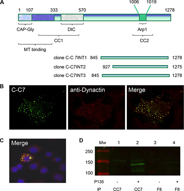 Dynactin-1-p150Glued is identified as a C-C7 binding partner by a yeast-2-hybrid screen.