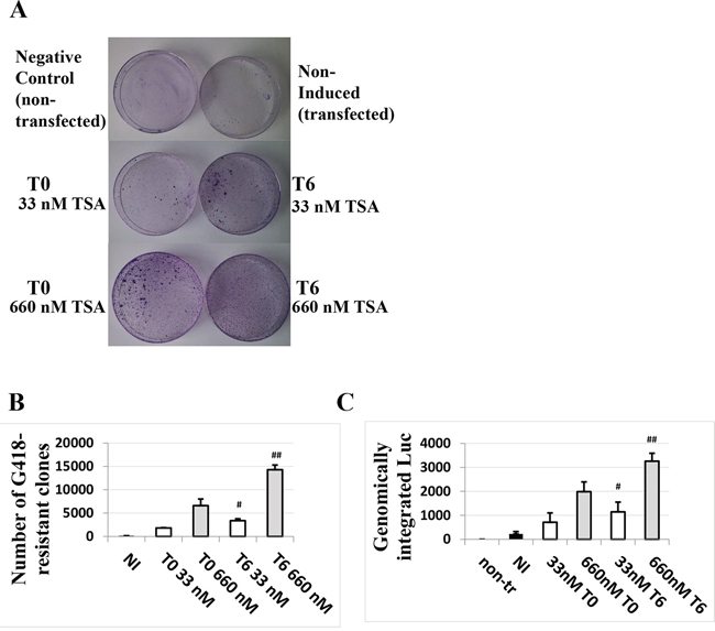 TSA treatment of cells transfected with the HPV-16 LCR causes a dose- and time of induction-dependent integration of the LCR-carrying episomal DNA into the genome of HaCaT cells.