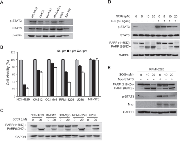 SC09 induces MM cell apoptosis by suppressing STAT3 activation.