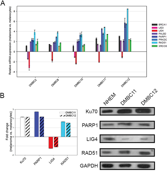 Expression profiles of DNA double-strand break repair genes in melanoma cells compared to melanocytes.