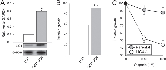 Sensitivity to olaparib depended on LIG4 expression levels.