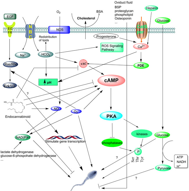 The molecular basis of events associated with capacitation.