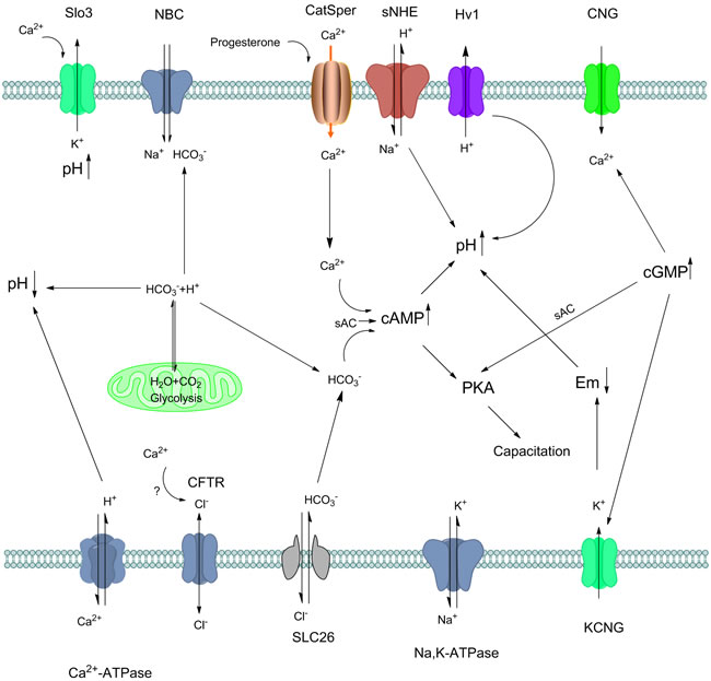 Crosstalk of mammalian sperm pH