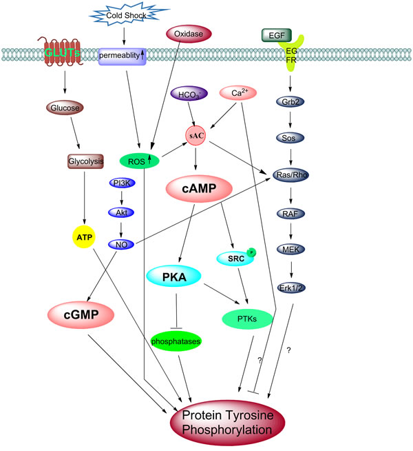 Different models of activation of tyrosine phosphorylation during capacitation.