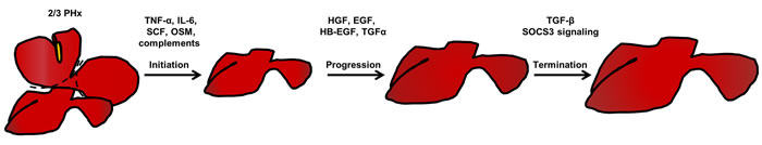 Three phases of liver regeneration after 2/3 partial hepatectomy.