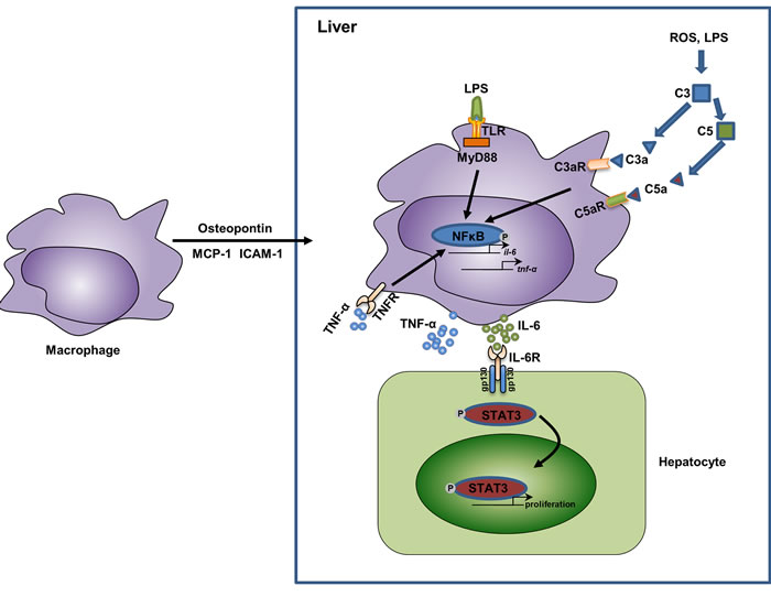 The relationship of macrophage activation, cytokine secretion, and liver regeneration.