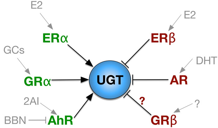 Nuclear Receptor Regulation of UGT.
