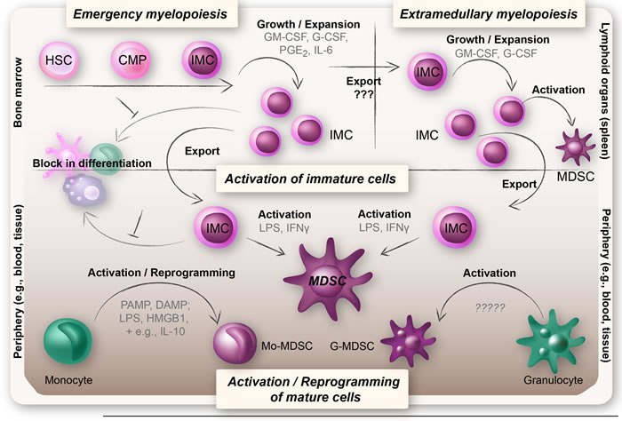 Overview of the theories on the origin of MDSCs.
