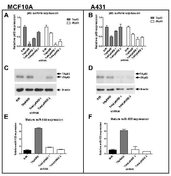 Knockdown of TAp63 induces miR-155 expression.