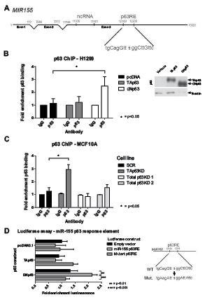 &#x394;Np63 binds to the miR-155 host gene and drives expression.