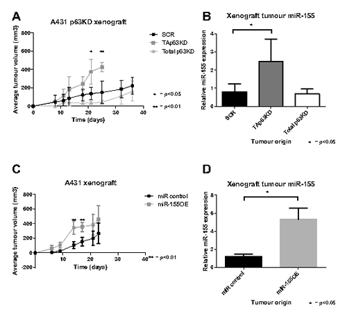 TAp63 knockdown and miR-155 overexpression enhance tumour growth.