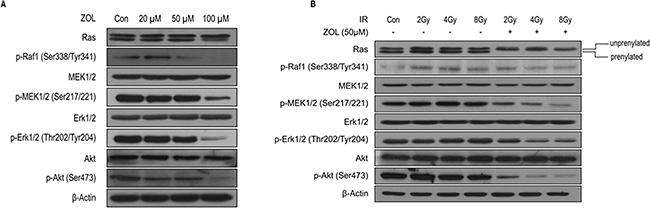 PI3K-Akt and MAPK expression after ZOL and radiation treatment of OS cells.