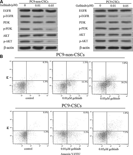 Gefitinib failed to induce the PI3K/AKT-related apoptosis obviously in the PC9-CSCs.