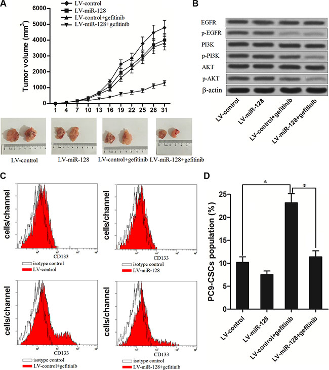 Enforced expression of miR-128 enhanced the anti-tumor effect of gefitinib on NSCLC in vivo.