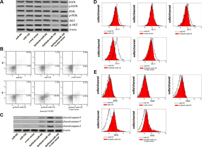 MiR-128 enhanced the gefitinib-induced apoptosis by suppressing the PI3K/Akt pathway.