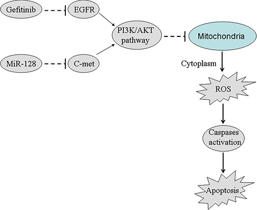 Schema of the predicted mechanisms implicated in PC9-CSCs response to gefitinib and miR-128.
