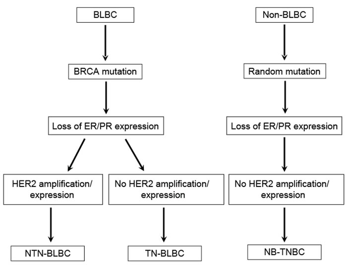 Origin of triple-negative and basal-like breast cancers.
