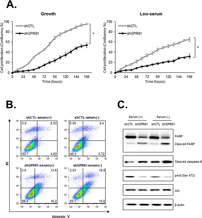 GPR81 knockdown impairs cell proliferation and increases apoptosis.