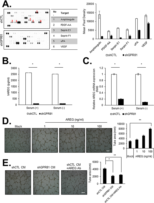 GPR81 activation promotes angiogenesis in primary human endothelial cells in vitro.