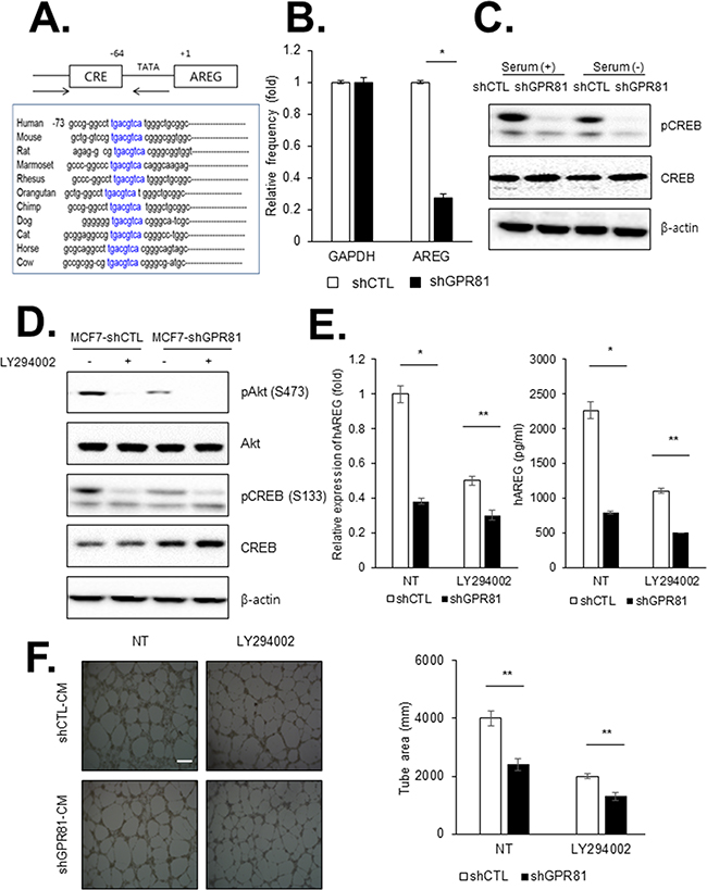 GPR81 signaling promotes angiogenesis via PI3K/Akt-CREB pathway activation.
