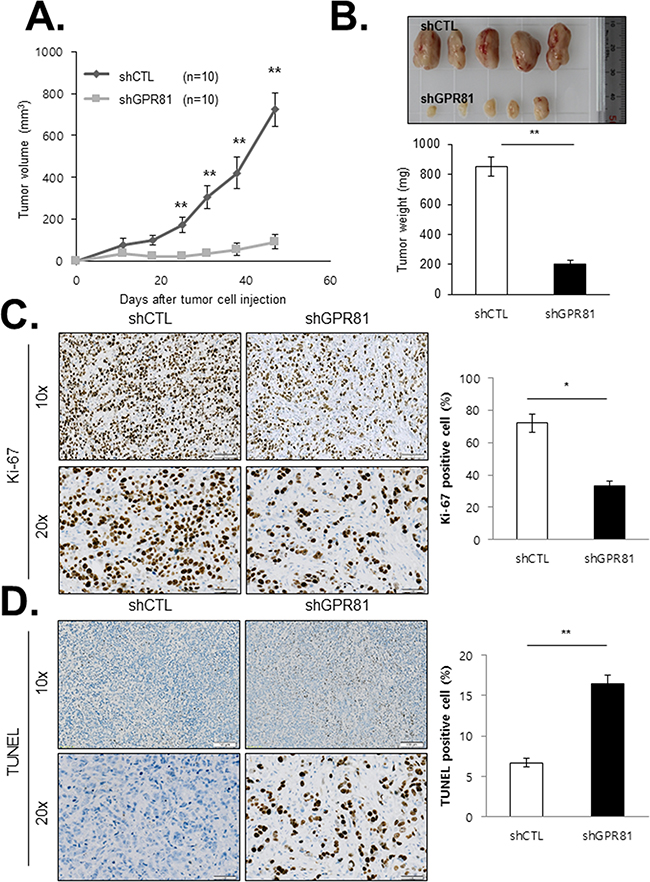 GPR81 depletion blocks breast cancer growth and survival in xenograft tumors.