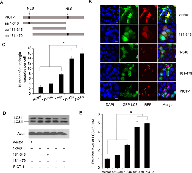 The nucleolar accumulation of PICT-1 is required for PICT-1-induced autophagy.