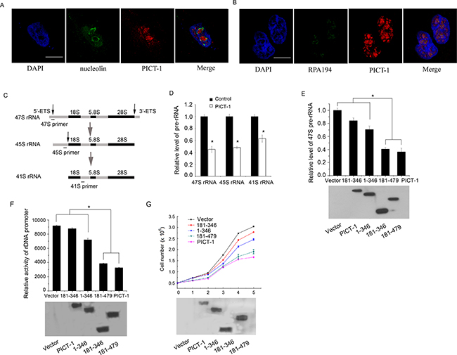 PICT-1 partly localizes to nucleolar FC region, and can regulate rRNA transcription and inhibit cell growth and proliferation.