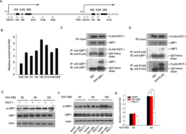 PICT-1 occupies rDNA loci and regulates UBF1 activity and the recruitment of Pol I to the rDNA promoter.