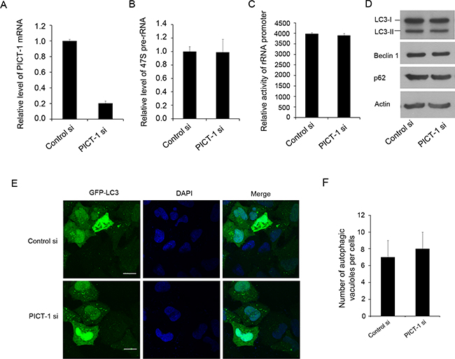 The knockdown of PICT-1 does not significantly affect the pre-rRNA transcription and induce autophagic formation.