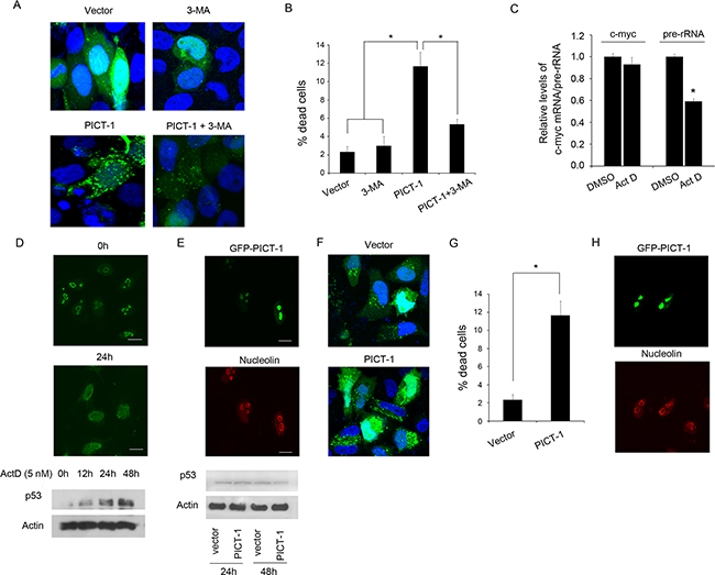 The autophagy induced by PICT-1 is a pro-death process without p53 activation.